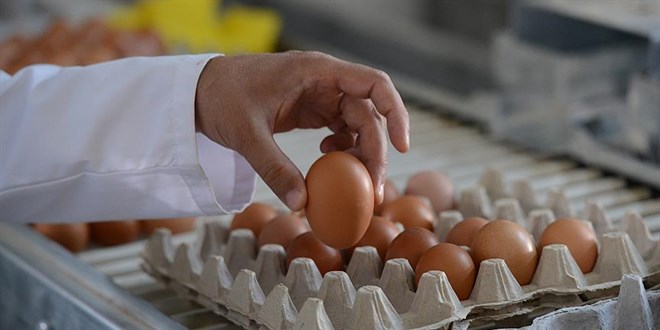 Türk yumurtası Rusya yolunda
