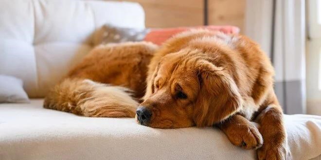 'Ya köpek ya ben' dedi, 9 yıllık evlilik bitti