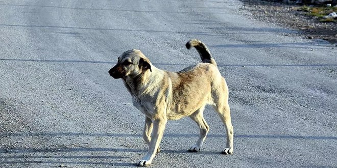 Erdoğan talimatı verdi, köpek meselesi seçim öncesi bitecek