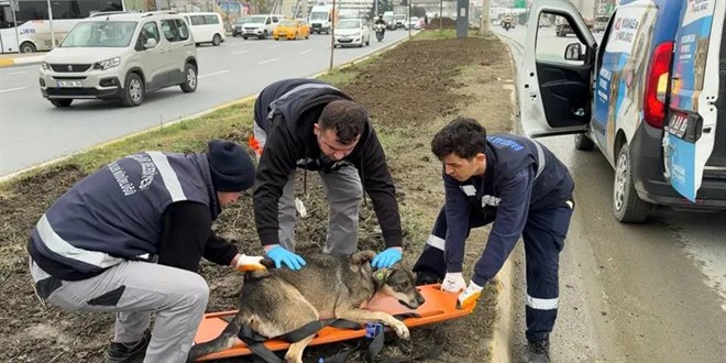 İstanbul'da başıboş köpekler insanlara saldırdı