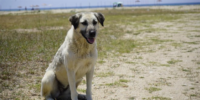 Kedi ve köpekler için istenen kuduz testlerine QR kodlu doğrulama