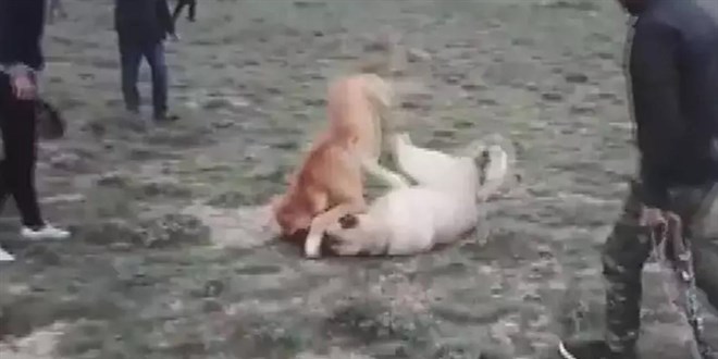 Köpek dövüştüren şahıslara 33 bin TL para cezası uygulandı