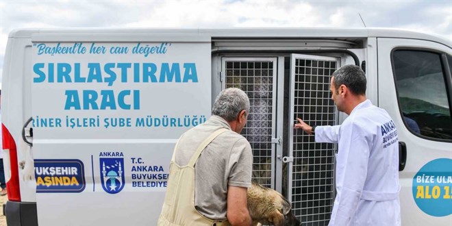 Başkentte 8 ayda 4 bin 800 sokak hayvanı toplatılacak