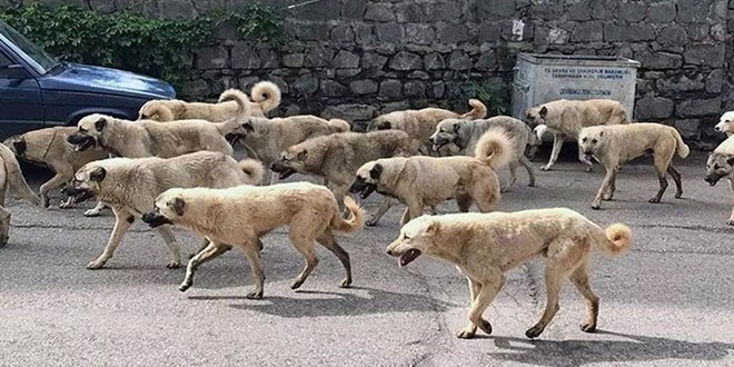 Köpek derdi de başıboş kaldı