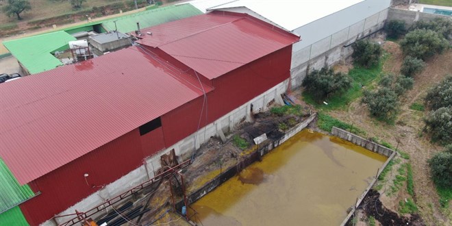 Depodan sızan tonlarca zeytinyağı araziye aktı