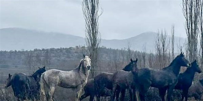 Isparta'da yiyecek arayan yılkı atları yerleşim yeri yakınına indi