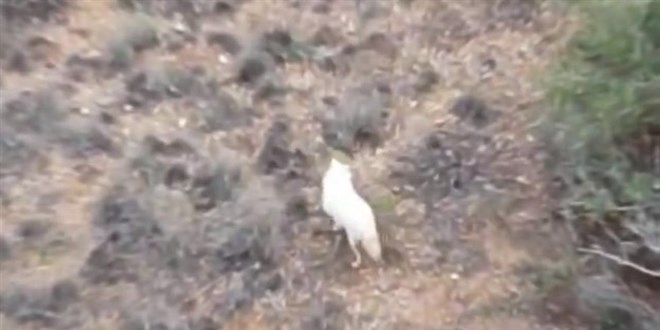 Türkiye'de ilk kez bir 'albino çakal' görüntülendi