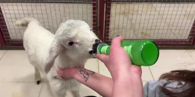 Annesinin reddettiği kuzu 'Aykız'ı veterineri biberonla besliyor