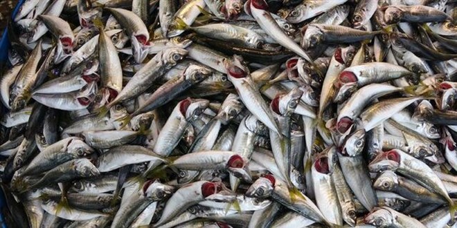 Tekirdağ'da balıkçı tezgahlarında en çok istavrit ilgi görüyor