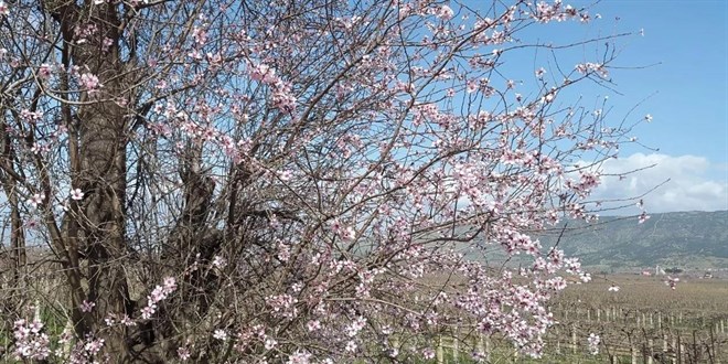 Ka hasret kalan Manisa'ya bahar geldi! Bu durum bir kesimi endielendirdi