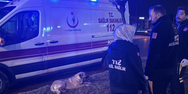 Sağlık çalışanları yağmurlu havada yaralı köpeğin başında dakikalarca bekledi