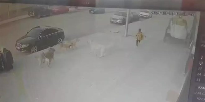 Sokak köpekleri ilkokul öğrencisine saldırdı