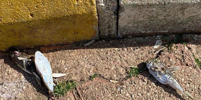 Sahillerde korkutan görüntü: Balon balıklarının ölüsü de tehdit oluşturuyor
