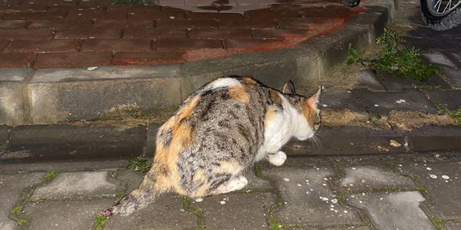 Anne kedinin kuyruunu kestiler, yavrularn ldrdler