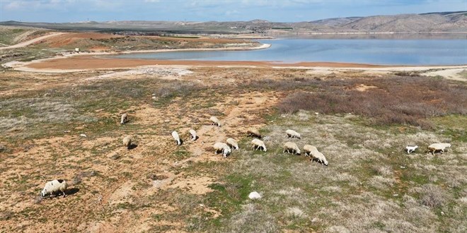 Kzlrmak alarm veriyor: Sularn ekildii alanda koyunlar otluyor