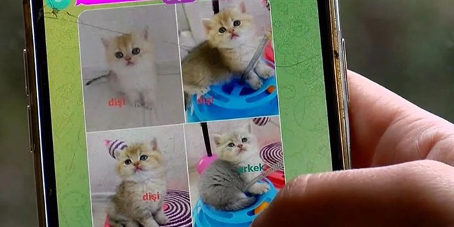 Pet shopta yasaklanan hayvan satışı sosyal medyada arttı