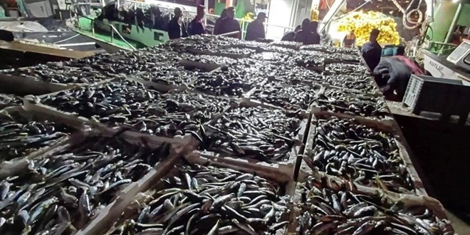 Kaçak avlanan 8 ton istavrite el konuldu: 6 kişiye ceza yağdı