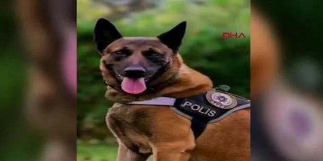 Emniyetten narkotik köpeği 'Poyraz'a duygusal veda