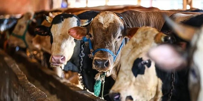 Kurbanlık fiyatları geçtiğimiz yıla göre yüzde 100 arttı