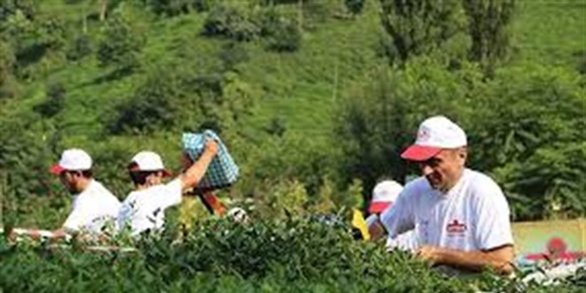 ÇAYKUR'a 1072 mevsimlik işçi alınacak