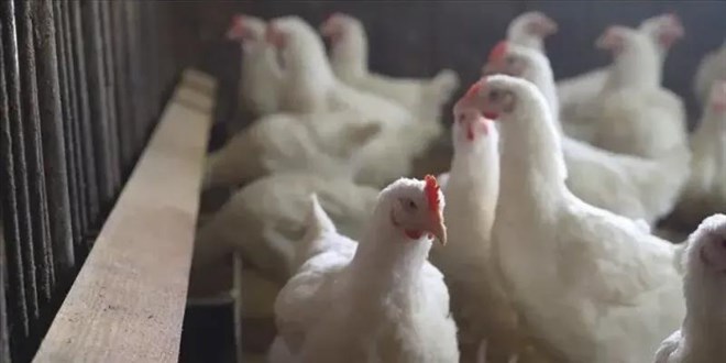 Bakanlk harekete geti: Tavuk ihracatna yasak yolda