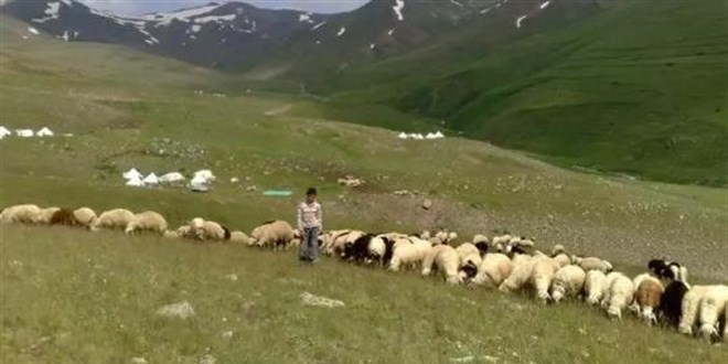 100 bin lira maaşla çalıştıracak çoban bulamıyorlar