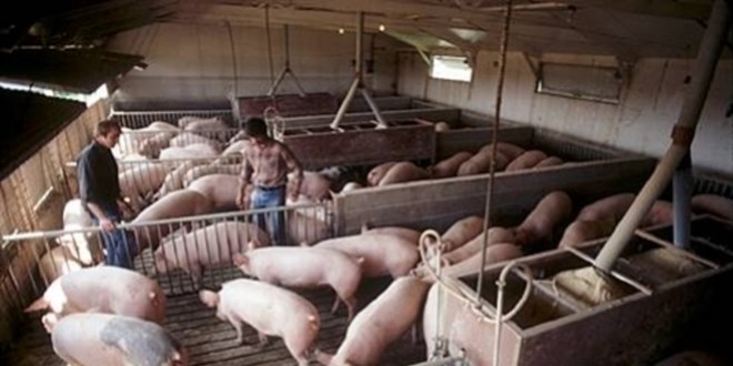 Tarım ve Orman Müdürlüğünden 'domuz çiftliği' iddialarına yalanlama