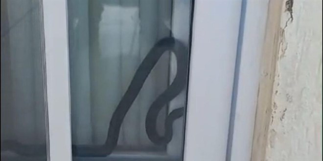 Mersin'de eve giren yılan korkuttu