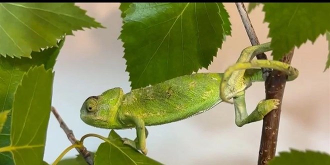 Bukalemunun maydanoz kasasında 1200 kilometrelik yolculuğu