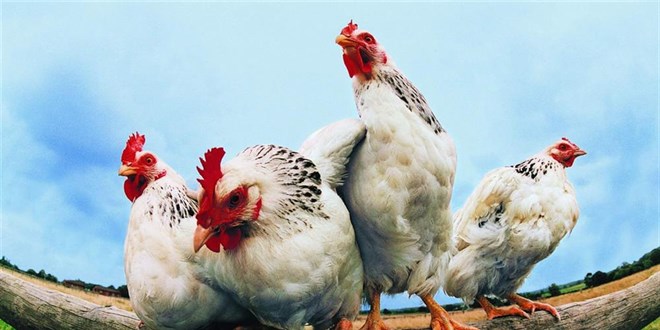 Yenilenebilir Enerji İçin 'Tavuk Yağı'nın yolu açılıyor