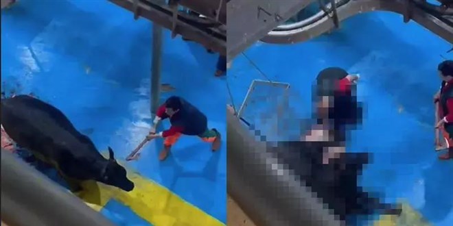 Büyükbaş hayvana eziyet eden 5 şüpheli tutuklandı