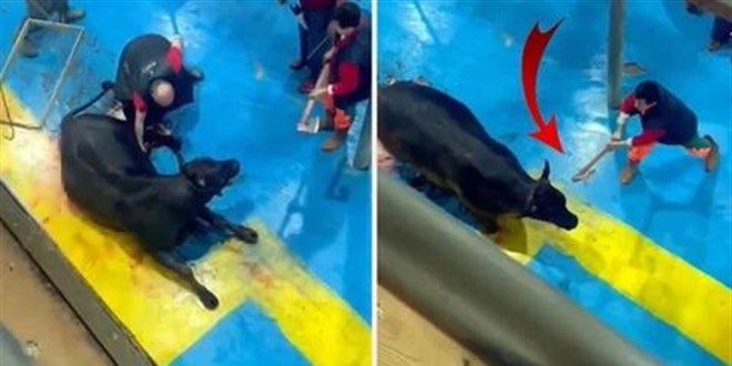 Büyükbaş hayvana eziyet edilen işletmenin faaliyetleri durduruldu