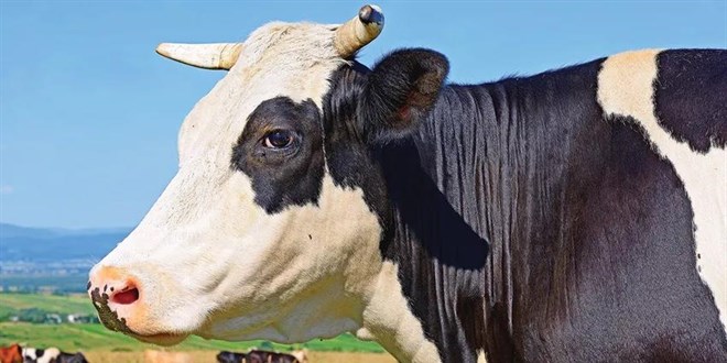 Kurbanda düve hayvan kesimi endişe yaratıyor