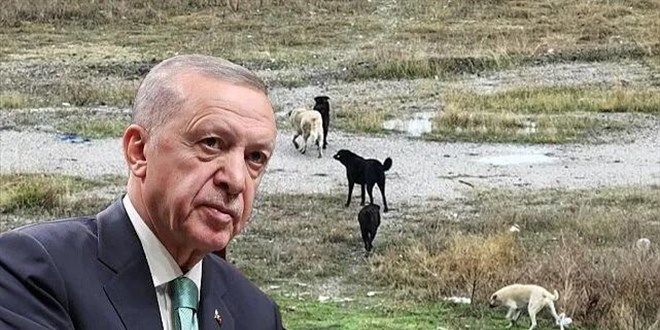 Başıboş köpeklerle ilgili ürküten rapor!