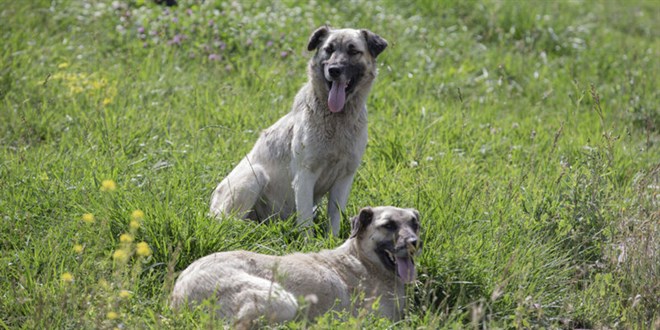 Başıboş köpekler artık hayati tehlike arz ediyor