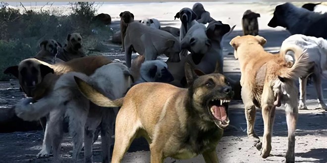 Köpekler için 4 aşamalı plan! Saldırgan olanlar uyutulacak