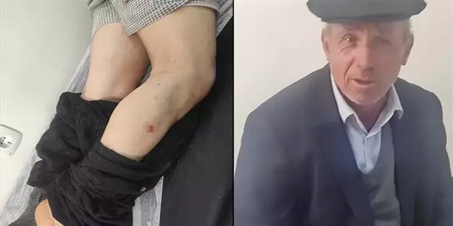 Ayının saldırdığı çiftçi, inekleri sayesinde kurtuldu