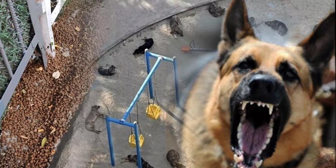 Köpek terörü sağlığı tehdit ediyor... Tehlike sadece saldırmaları değil