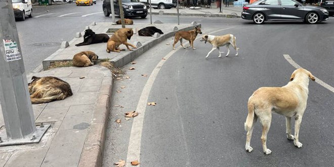 Türkiye'deki başıboş köpekler Avrupa'nın da radarında