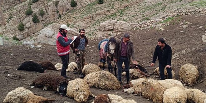 Van'da kurtlar sürüye saldırdı: 74 koyun telef oldu