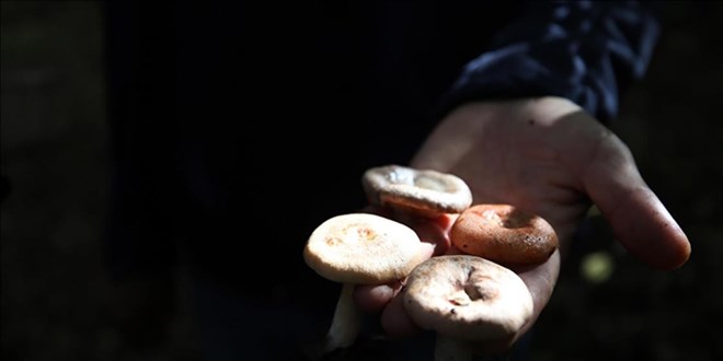 Çorum'da mantardan zehirlenen 8 kişi hastaneye kaldırıldı