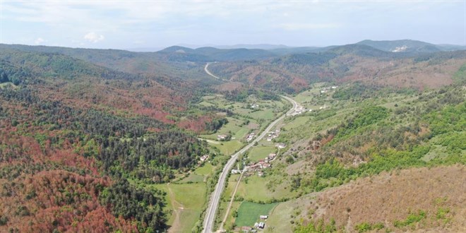 Kastamonu'da kahverengiye bürünen ormanlarla ilgili açıklama