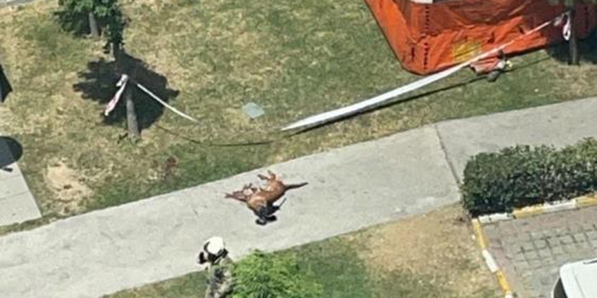 Emekli polis dehşet saçtı: Polis köpeğini vurup camdan aşağıya attı