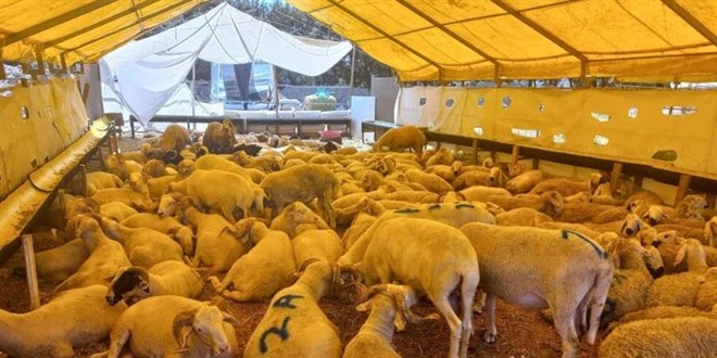 Kurban pazarlarında son durum: Bakan çok satış yok