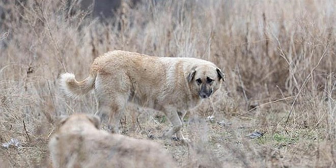 Hastalıklı köpeklerin Ankara'ya getirilmesi olayında 1 tutuklama