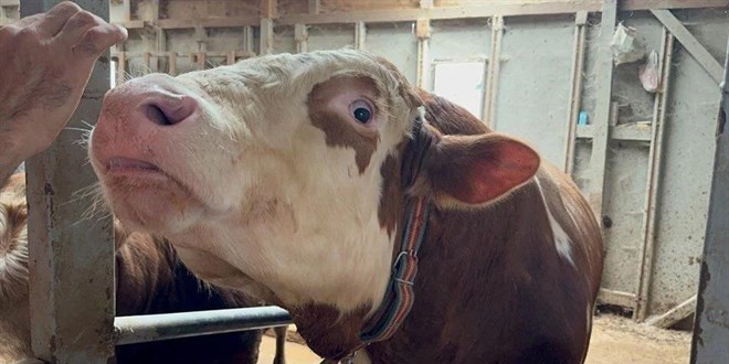 200 bin liraya sat�ld�! 'Zor kesilecek, bizi biraz yoracak'