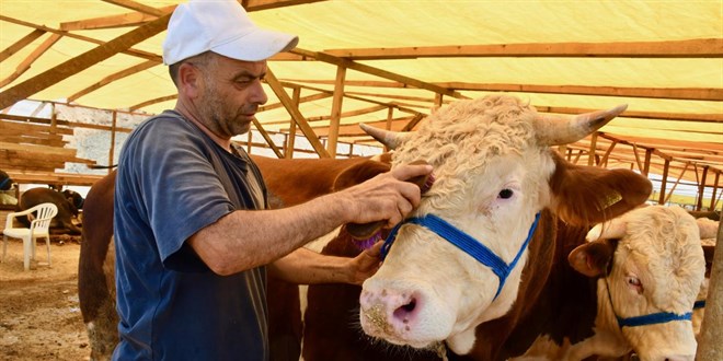 Kocaeli'de üç boğa toplam 680 bin liraya satıldı