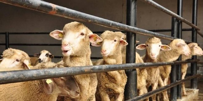 Kurban Bayramı 16 Haziran Pazar günü başlayacak