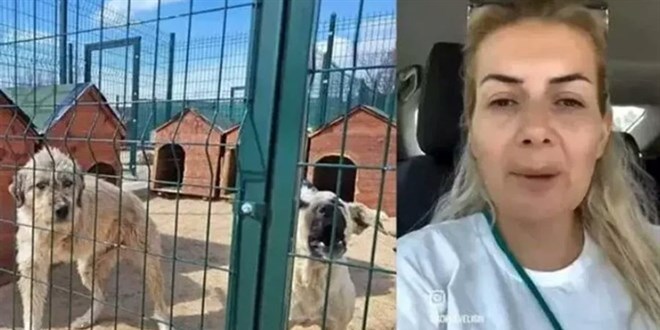 Hastalık taşıyan köpekleri Ankara'ya getiren 2 sanığa dava