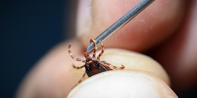 Sivas'ta KKKA phesiyle lm